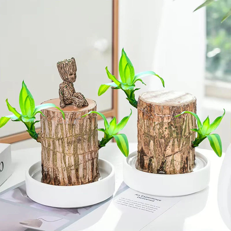 LuckGrow™ Lucky Brazilian Wood Plant