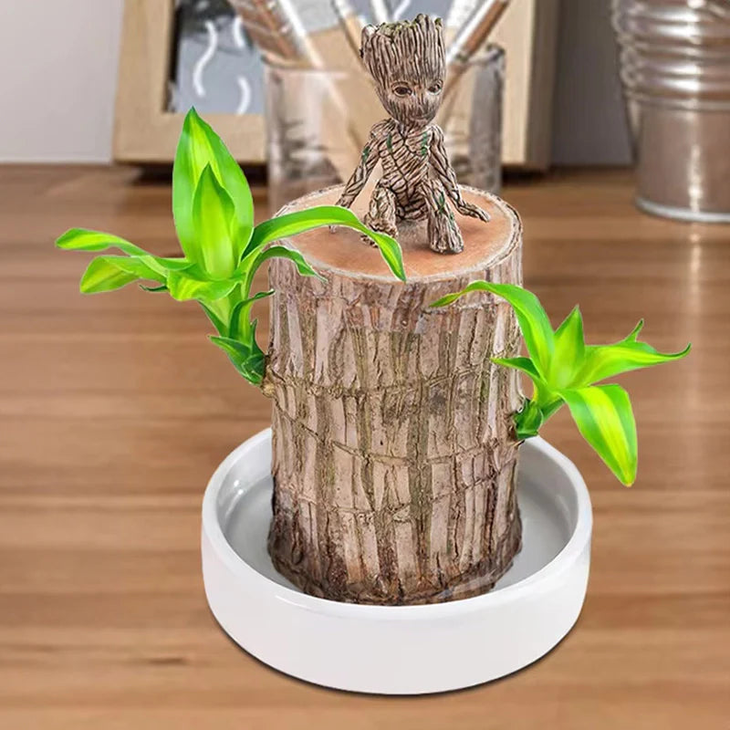 LuckGrow™ Lucky Brazilian Wood Plant