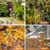 ChimeBloom™ Charming Wind Chimes Hummingbird Feeder