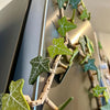 50% OFF🔥 I LeafLink™ Ivy Fridge Magnets