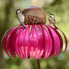 Coneflower Bird Feeder