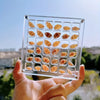 Acrylic Shell Display Box